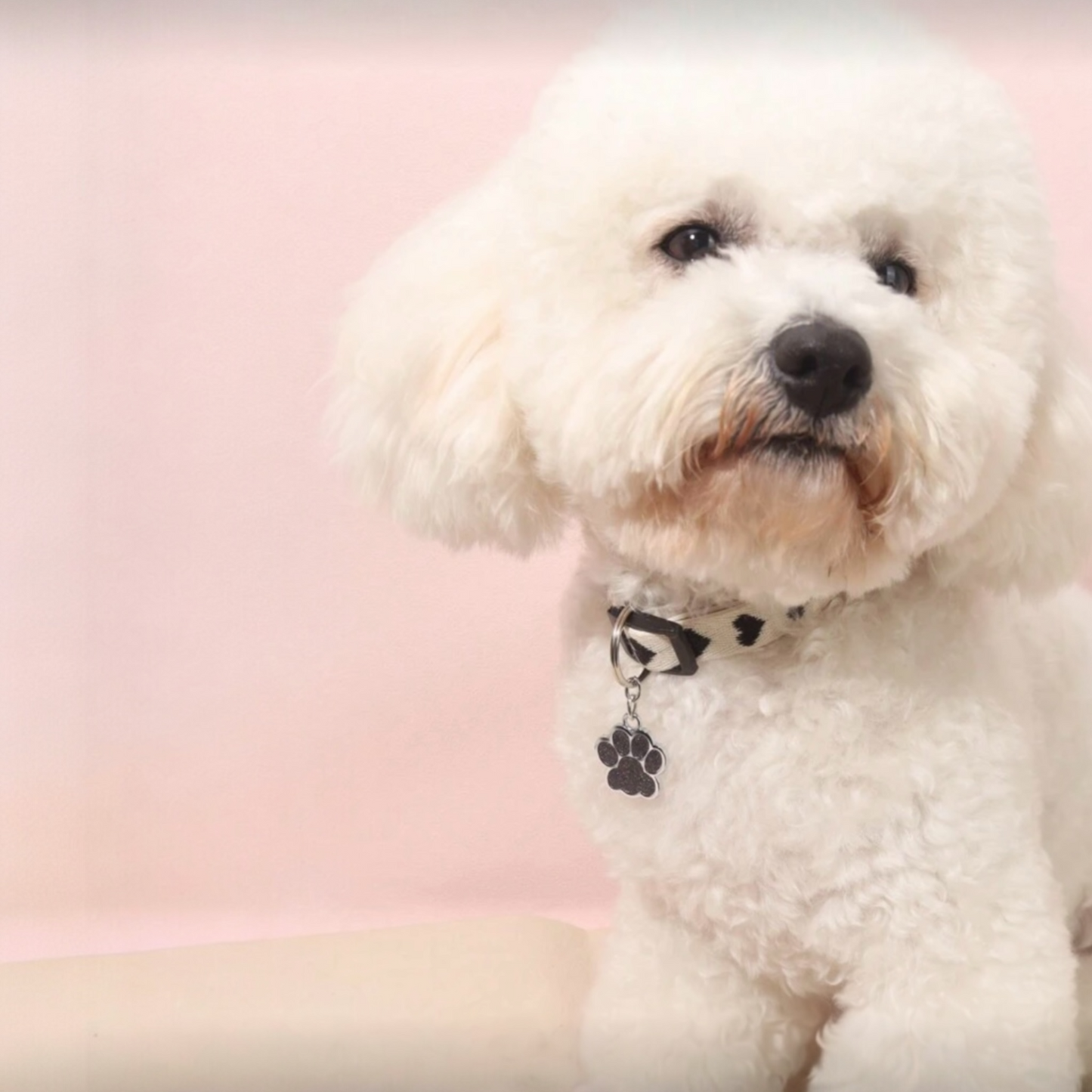 Collar with Black Paw Charm